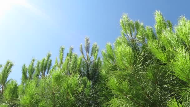 Marguerites jaunes fleurs 