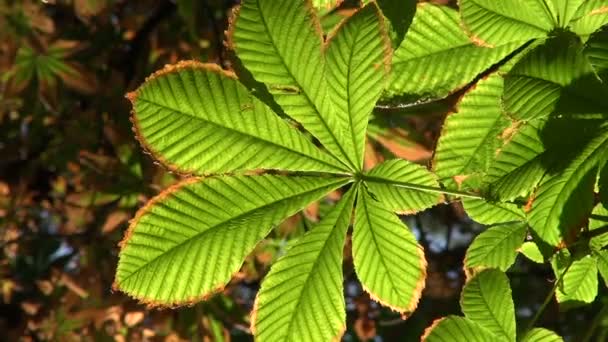 Vibrant green and brown leaf — Stock Video