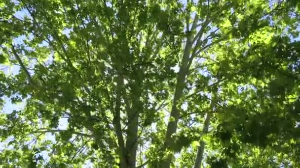 descendre les platanes 