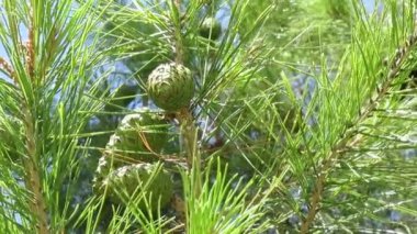 Yeşil pinecones dalında