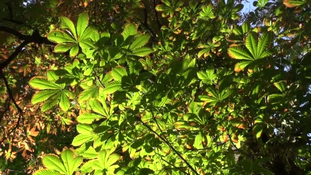 Wczesną jesienią liście — Wideo stockowe