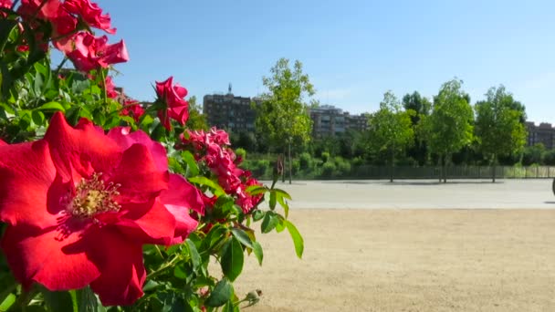 Flores y deportistas urbanos — Vídeos de Stock