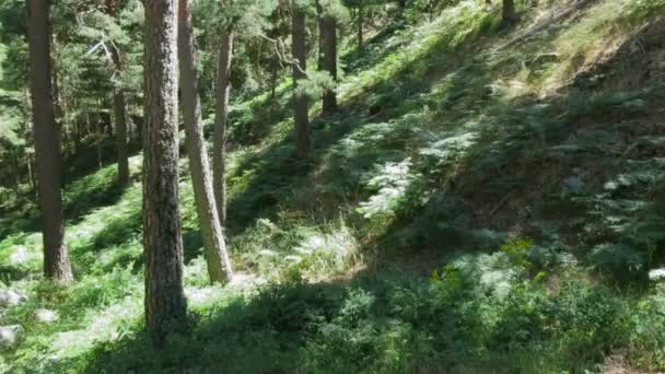 Bos met pijnbomen en fern planten — Stockvideo