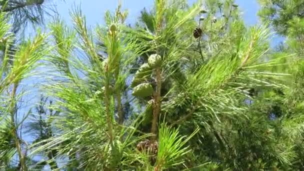 Schot van groene pinecones verplaatsen in tak — Stockvideo