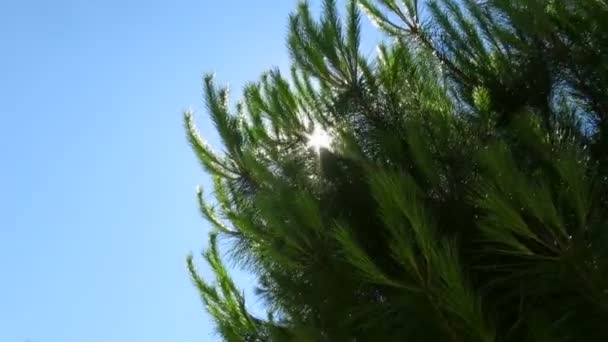 Spelen met zon in pine treetop — Stockvideo