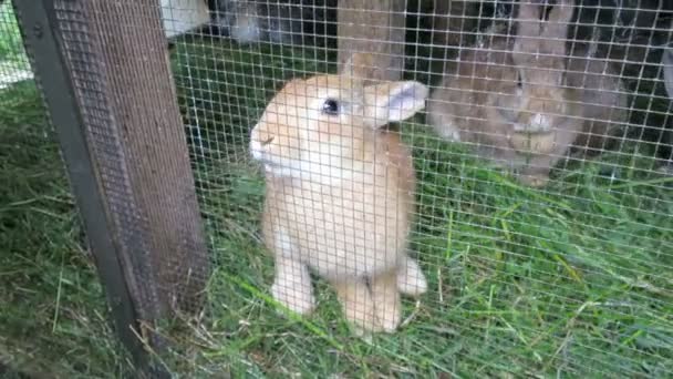 Conejos y bebé niña — Vídeo de stock