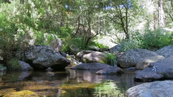 Río en el bosque — Vídeo de stock