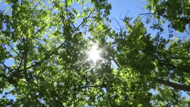 Buscar árboles planos de sol — Vídeos de Stock