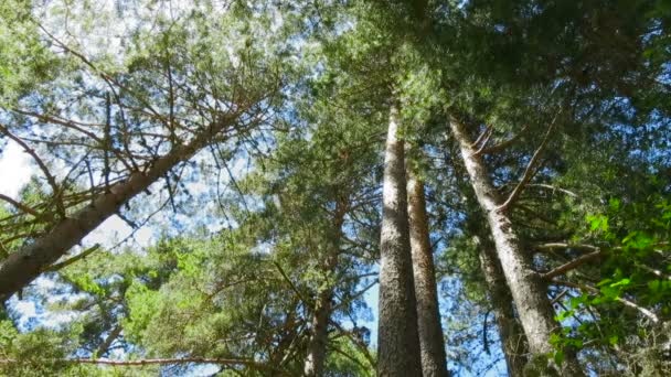Wysokie drzewa sosnowy — Wideo stockowe