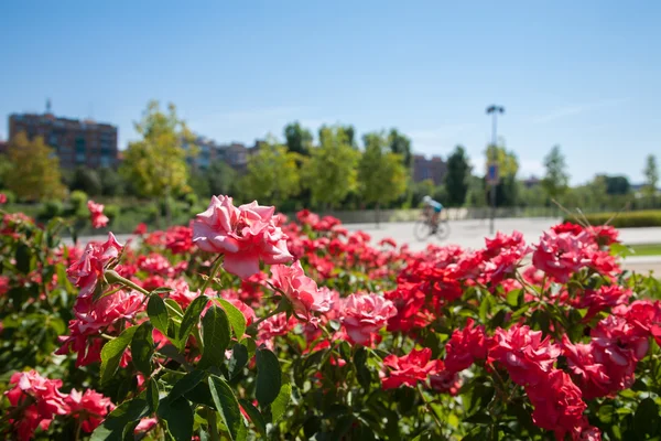 flowers and urban people cycling