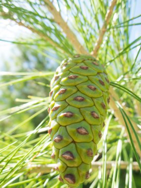 dalında Yeşil süper