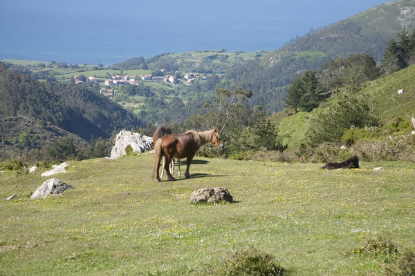 Paarden grazen in de weide — Stockfoto