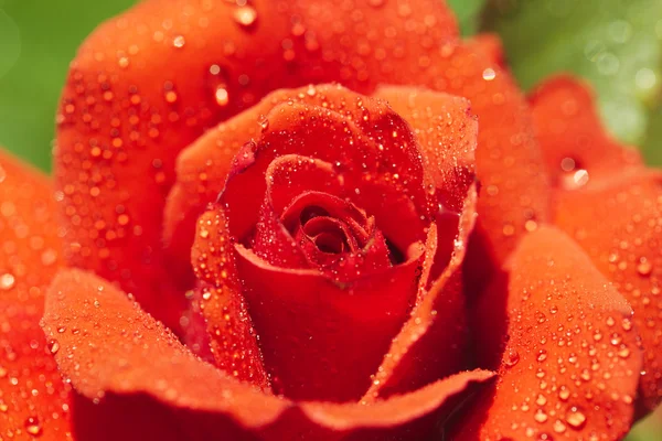 A close up macro shot of a red rose. Shiny tears and drops — Stock Photo, Image