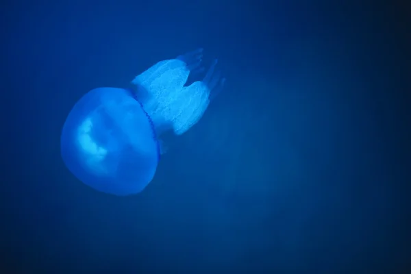 Medusas de barril en el mar Negro sobre agua azul oscuro —  Fotos de Stock