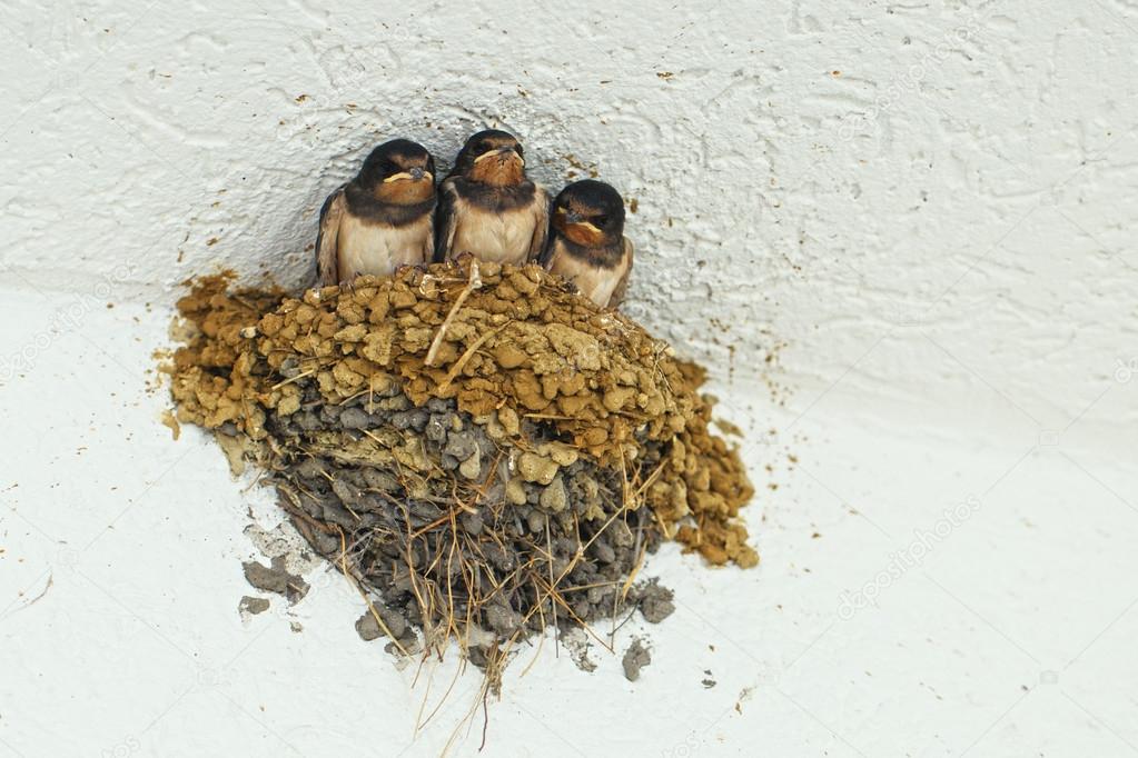 Swallows in the nest