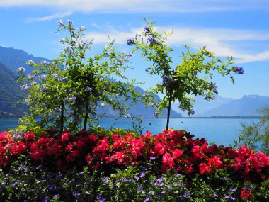 İsviçre 'nin Montreux şehrinde gezinti alanında bitkiler ve kırmızı çiçekler