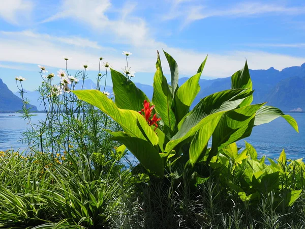 스위스 몽트뢰 시의 산책로에 있는 식물과 꽃들 — 스톡 사진
