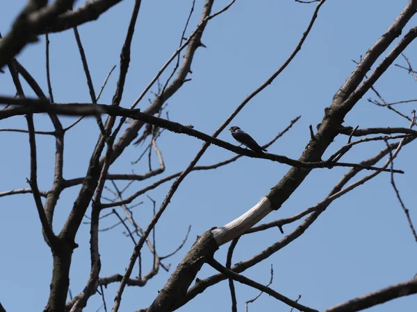 一只燕子栖息在波兰西里西亚地区的欧洲Goczalkowice小镇的树上 2020年六月温暖的春日 天空晴朗 阳光明媚 — 图库照片