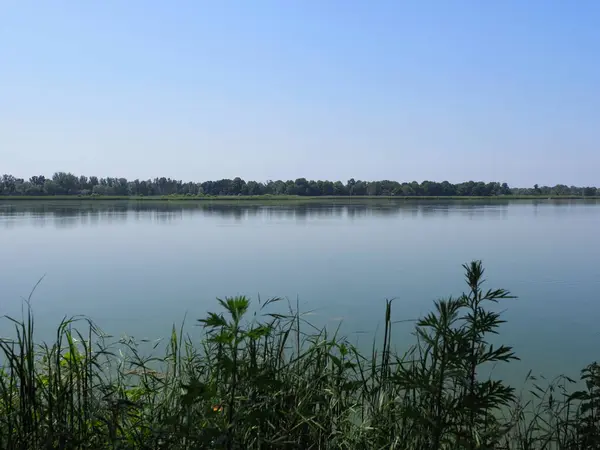 Plants Landscapes Breeding Pond European Goczalkowice Town Silesian District Poland — стокове фото