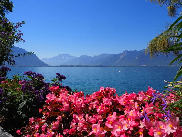 Flores avermelhadas pitorescas no passeio marítimo na cidade de Montreux, Suíça — Fotografia de Stock