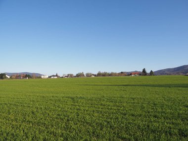 Polonya 'nın Bielsko-Biala şehrindeki parlak çimenlik alan