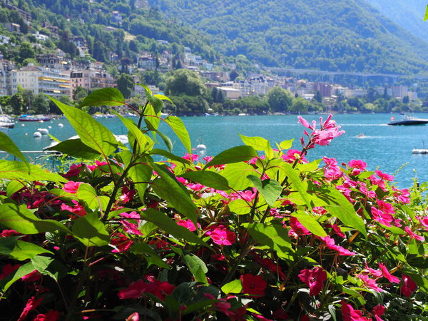Wonderful pink flowers in european Montreux city at Lake Geneva in canton Vaud in Switzerland, clear blue sky in 2017 warm sunny summer day on July.