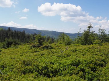 Salmopol Geçidi yakınlarındaki Silesian Beskids Dağları, Polonya