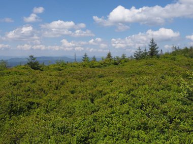 Salmopol geçidi yakınlarındaki Silezya Beskids Dağları, Polonya