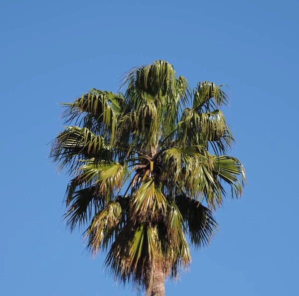 Crown of green palm tree in african Chefchaouen town in Morocco with clear blue sky in 2019 warm sunny spring day on April.