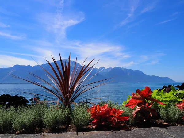 Colored Flowers Promenade European Montreux City Leman Lake Canton Vaud — Zdjęcie stockowe