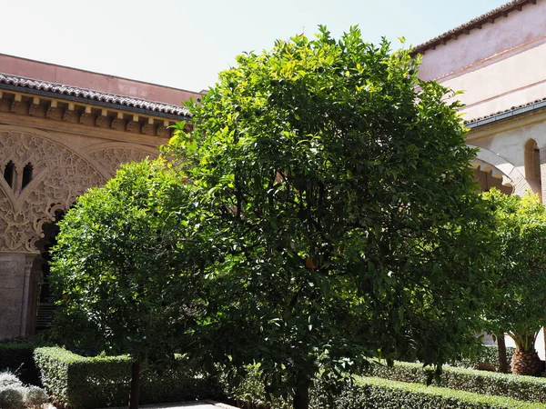 Medieval Courtyard Trees European Saragossa City Aragon District Spain Clear — Stockfoto