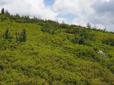 Polonya 'nın Salmopol geçidi yakınlarındaki Silesian Beskids' taki dut çalıları.