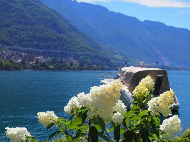 Avrupa 'nın Montreux şehrindeki beyaz çiçekler İsviçre' nin Vaud kantonunda Cenevre Gölü 'nde, 2017' nin güneşli yaz gününde açık mavi gökyüzü..