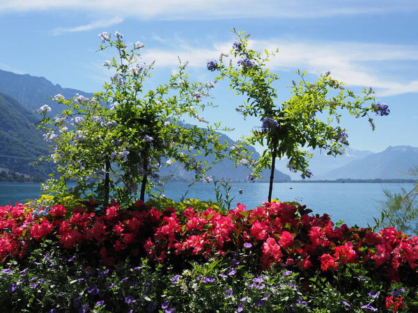Plants and flowers in european Montreux city at Lake Geneva in canton Vaud in Switzerland, clear blue sky in 2017 warm sunny summer day on July.