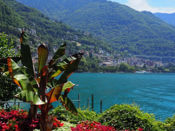 Plantas exóticas em Montreux cidade na Suíça — Fotografia de Stock