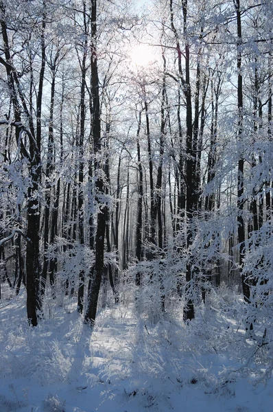 Winter landscape with frosted trees and river in the forest — Stock Photo, Image