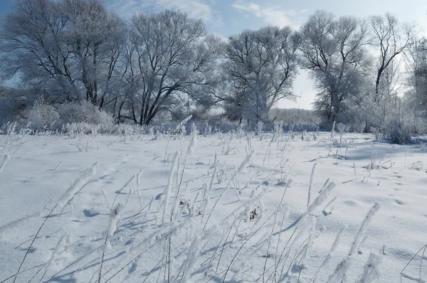 Winter landscape with frosted trees — Stock Photo, Image