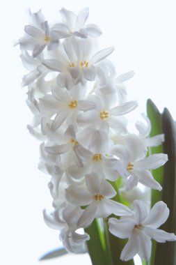 güzel beyaz sümbül