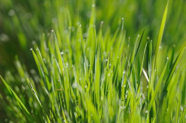 Su damlalı taze yeşil çimen