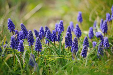 Muscari sümbül bir bahar bahçe