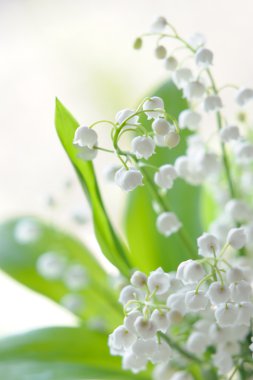 Lily vadi buket cam doğal zemin üzerine