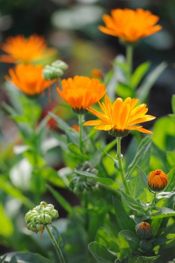 Bahçedeki bitkisel calendula