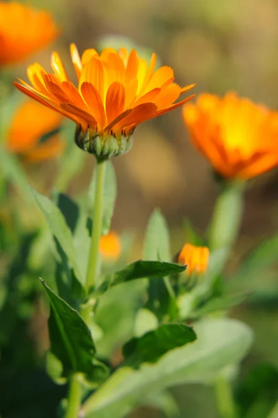Herbal calendula in the garden — Stock Photo, Image