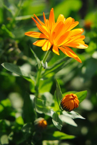 Herbal calendula in the garden — Stock Photo, Image