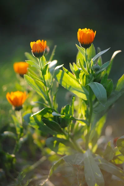 Beautiful herbal calendula field in spring time with sun rays — Stock Photo, Image