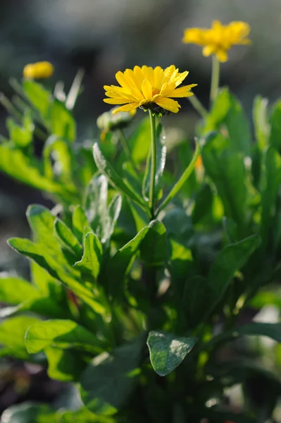 Vackra växtbaserade calendula — Stockfoto