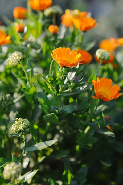 Vackra växtbaserade calendula fält i vår tid med solstrålarna — Stockfoto