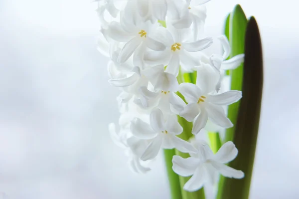 クローズ アップの美しい白いヒヤシンス — ストック写真