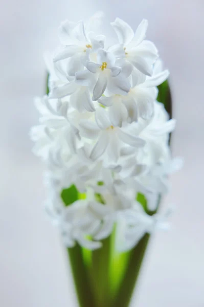 Belle jacinthe blanche — Photo