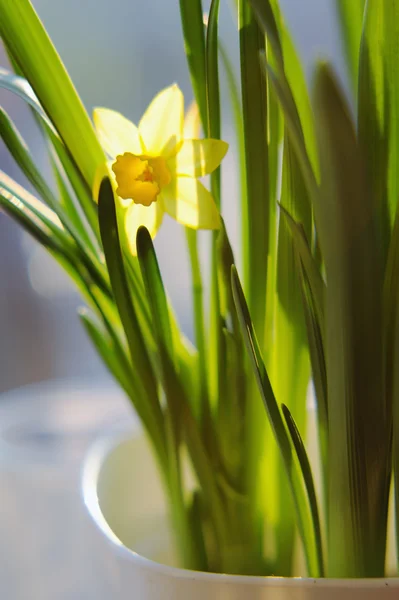 Narcisi primaverili in piena fioritura sulla finestra — Foto Stock